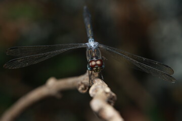 A dragonfly(Libellulidae)perched motionless on a twig . It has a dark blue-black elongated body, dark translucent wings, and prominent red-brown eyes. The head details are clearly visible.