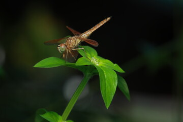 A dragonfly (Anisoptera) resting on a green leaf. It has a brownish-orange elongated body, medium-sized translucent reddish-brown wings spread horizontally, and large prominent eyes.