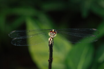 A dragonfly with a yellow-black segmented body and prominent red eyes. It has two pairs of transparent wings and is perching on a twig, exhibiting typical resting behavior in a natural environment.