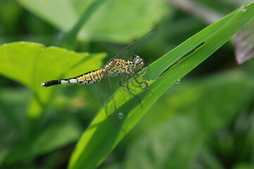 A three-colored dragonfly (Acisoma panorpoides) perched on a green leaf. It has a slender yellow-and-black body, large prominent eyes, two pairs of transparent wings, and six legs.
