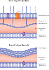 Gram-Negative and Gram-Positive Bacteria Cell Structure