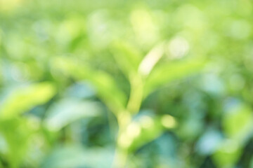 Blurred green leaves background with soft out-of-focus garden foliage in sunlight.