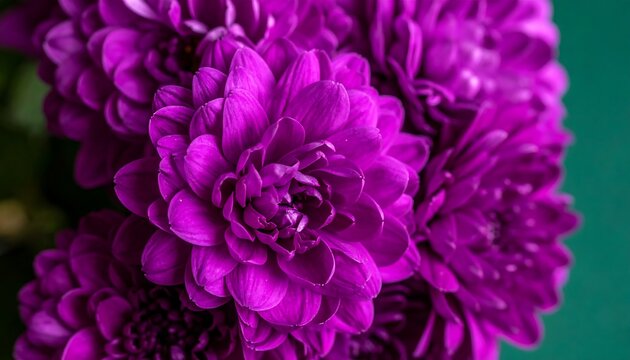 Close-up vibrant purple flowers - Powered by Adobe