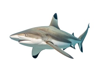 Fototapeta premium Gray shark in profile view against a plain white background.