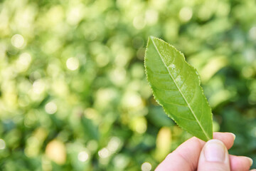 Hand holding single green leaf against lush natural background with sunlight bokeh.