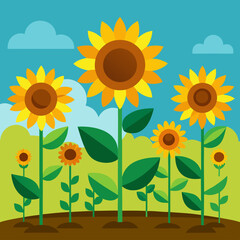 sunflower field with sunflowers