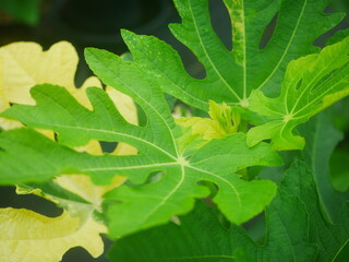 Close-Up of Lush Two-Toned Green and Yellow Fig Leaves, Variegated Leaves,with Vibrant Details and Patterns