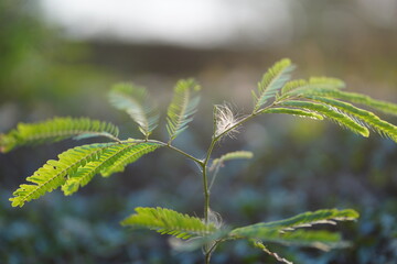 Closeup of Green Leaves With Soft Light in Natural Outdoor Setting
