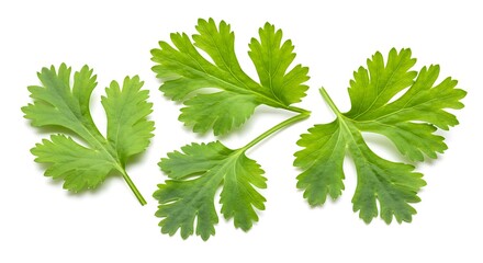 Fresh, vibrant green cilantro leaves are scattered and isolated on a clean white surface