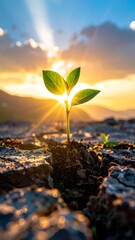 Young sprout emerging from cracked earth, bathed in sunset light