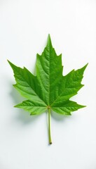 Single elegant green maple leaf, pristine white background, fall, fall leaf, environment