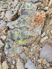 Stones covered with moss and lichen.