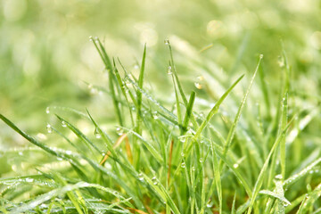Fresh morning dew on bright green grass blades in sunlight.
