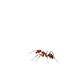 A red harvester ant on transparent background