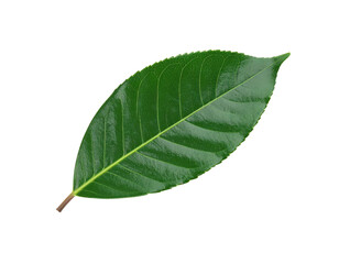 Obraz premium Single Fresh Green Tea Leaf Isolated on White Background.