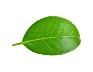 Obraz premium Single Green Leaf with Visible Veins on White Background 2.