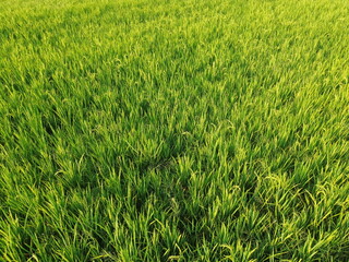Vast Rice Field With Bright Green Stalks and Irrigation Lines Across the Field