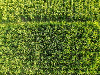 Vast Rice Field With Bright Green Stalks and Irrigation Lines Across the Field