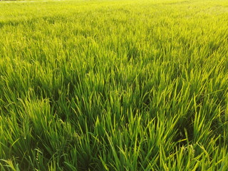 Vast Rice Field With Bright Green Stalks and Irrigation Lines Across the Field