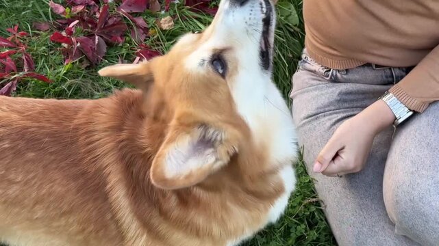 A woman and her dog are at the park, sharing food, snacks, and bonding. Nature, the owner, and the corge are enjoying treats after a walk, training, and fun with their pet on a leash.