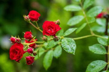 Fototapeta premium Red Roses in Bloom with Water Drops on Green Leaves