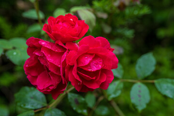 Red Roses with Raindrops in Korean Garden
