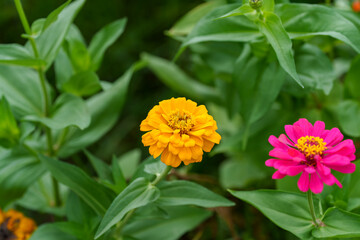 Close-up photo of yellow zinnia flowers blooming in early summer.