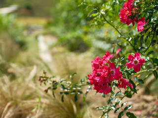 Close-up photo of a red rose blooming in early summer