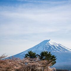 Mount Fuji with Cherry Blossoms and Evergreen Trees in Japan