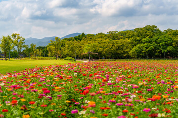 A summer landscape of a field of colorful zinnias in full bloom