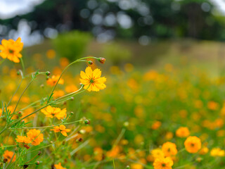 Obraz premium Close-up photo of orange yellow cosmos flowers blooming in summer