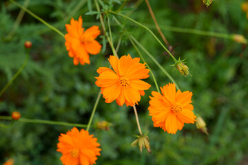 Close-up photo of orange yellow cosmos flowers blooming in summer