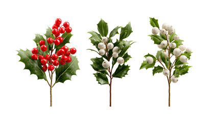 Fototapeta premium Holly and Mistletoe Branch Bundle in Festive, Classic, and Cartoon Styles isolated on transparent background