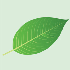 Realistic Leaf Vector Line Art – Botanical, Nature, Eco-Friendly Illustration