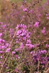 Lythrum virgatum with purple flowers