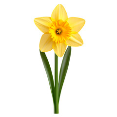 yellow daffodil flowers isolated on white background