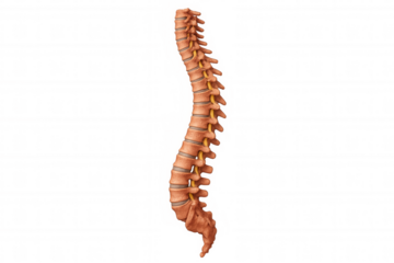 Human spine showing vertebral column with spinal cord and lumbar disc vertebrae on transparent background