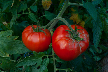 Ripe tomatoes on the branches of a tomato tree for publication, banner, cover, website.