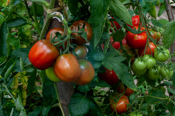 Ripe tomatoes on the branches of a tomato tree for publication, banner, cover, website.