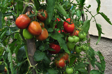 Ripe tomatoes on the branches of a tomato tree for publication, banner, cover, website.