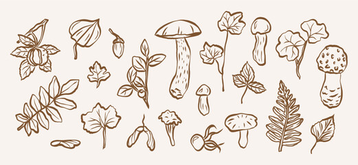 Hand drawn doodle autumn botanicals collection