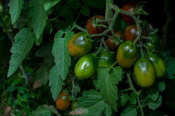 Young green tomato fruits grow on branches in a greenhouse. Green unripe tomato with flower
