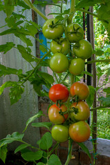 Young green tomato fruits grow on branches in a greenhouse. Green unripe tomato with flower