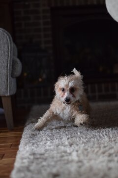 Small Dog Zoomies