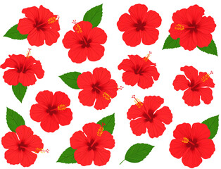 set of tropical red hibiscus flowers isolated on white background