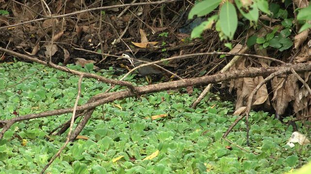 Indian waterhen with babies. White-breasted waterhen (Amaurornis phoenicurus) is a waterbird of the rail and crake family, Rallidae, that is widely distributed across South and Southeast Asia. 