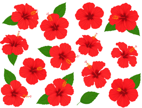 set of tropical red hibiscus flowers isolated on white background