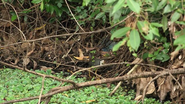 Indian waterhen with babies. White-breasted waterhen (Amaurornis phoenicurus) is a waterbird of the rail and crake family, Rallidae, that is widely distributed across South and Southeast Asia. 