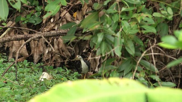 Indian waterhen with babies. White-breasted waterhen (Amaurornis phoenicurus) is a waterbird of the rail and crake family, Rallidae, that is widely distributed across South and Southeast Asia. 