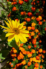 Blooming sunflowers near a house in the city, close-up, shining in the bright sun.